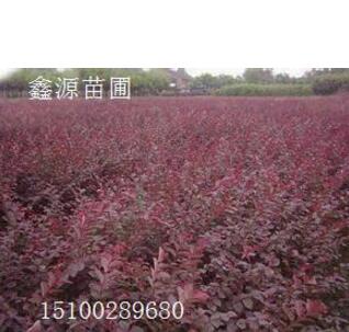 紅葉小檗，膠東衛(wèi)矛，金露梅，四季玫瑰，黃刺玫