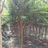 江蘇3-8公分紫薇最新報價/3-8公分紫薇低價供應