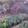 供應紫薇，白玉蘭，龍爪槐