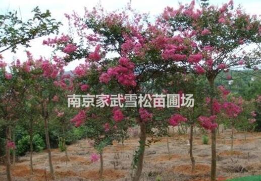 江蘇紫薇最新價(jià)格/南京2-5公分紫薇