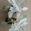 供應銀葉菊，美女櫻，波斯菊，大濱菊等