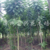 藍(lán)花楹
