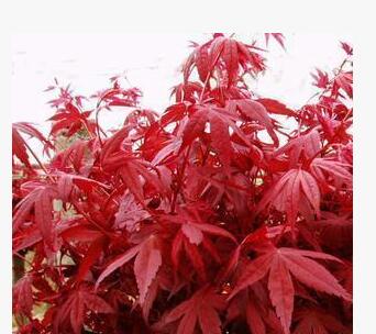 出售花卉苗木 日本紅楓(小苗10元）量大優(yōu)惠 基地直銷(xiāo)