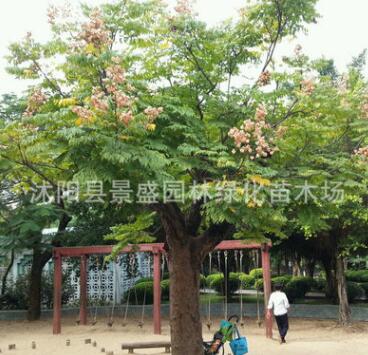 農(nóng)家提供 欒樹(shù) 欒樹(shù)樹(shù)苗 欒樹(shù)苗 欒樹(shù)批發(fā)
