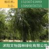 直銷垂柳苗量大優(yōu)惠 垂柳樹苗 綠化工程苗 護(hù)坡 樹苗批發(fā)