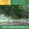 花紫薇樹 紅火球紫薇 規(guī)格齊全 園林綠化工程風(fēng)景樹
