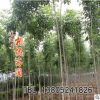 種植基地批發(fā)優(yōu)質工程綠化苗木 白蠟小苗 園林綠化白蠟樹