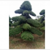 精品造型羅漢松