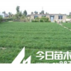 供應當年嫁接海棠苗3-8公分海棠樹