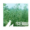 優(yōu)質(zhì)蘋果苗山楂苗杏樹苗