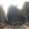 山東銀杏樹價格