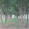 國槐價格 河北國槐基地 低價供應2-3-4-5-6公分國槐