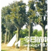 湖南廣玉蘭價格，米徑6-20公分廣玉蘭