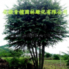叢生多桿青檀