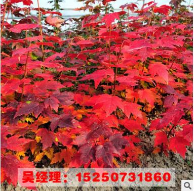 美國紅楓樹苗 園林綠化 批發彩色苗木 規格齊全 嫁接美國紅楓樹苗