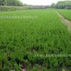 基地供應綠化苗木刺柏小苗 檜柏苗 規格齊全10cm至800cm高