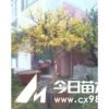 石榴樹價格