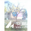 山東石榴樹