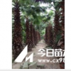 老人葵1-6m，華棕，老人葵地苗，老人葵價格