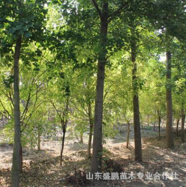 廠家大量供應(yīng)批發(fā)香花槐枝條茁壯 觀賞性好質(zhì)量保證香花槐