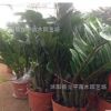 批發室內植物 金錢樹盆栽 觀葉植物 花卉綠植 凈化空氣 觀賞植物