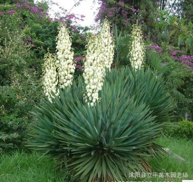 供應(yīng)苗木鳳尾蘭 絲蘭 劍麻 水絲麻和批發(fā)均可銷售 量大優(yōu)惠