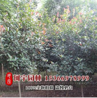 優(yōu)質(zhì)綠化工程紅葉石楠 優(yōu)質(zhì)高桿紅葉石楠 行道樹 高桿石楠