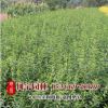 供應(yīng)連翹叢生 黃老虎小苗 連翹 綠化工程 多分枝連翹 基地發(fā)貨