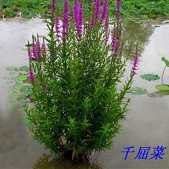 基地直銷優(yōu)質(zhì)水生植物千屈菜 池塘植物水枝柳人工濕地對(duì)葉子蓮