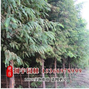 水杉苗直銷 珍惜植物 喬木 行道樹 水杉樹木 風(fēng)景美化苗 現(xiàn)挖現(xiàn)貨