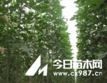 出售龍柱碧桃，菊花碧桃及速生白臘枝條