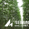出售龍柱碧桃，菊花碧桃及速生白臘枝條