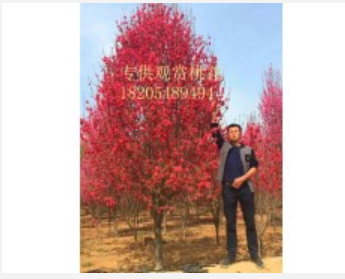 帚桃、帚形桃、柱形桃大量供應(yīng) 帚形桃價(jià)格