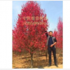 帚桃、帚形桃、柱形桃大量供應(yīng) 帚形桃價(jià)格
