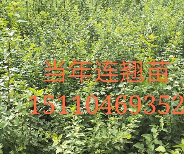 哪里有一年側柏苗，側柏基地，山西側柏苗價格