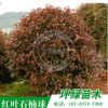 批發供應 紅葉石楠球獨桿紅葉石楠園林工程綠化苗木規格齊全