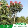 基地直銷 欒樹 耐旱易成活欒樹 風景樹凈化空氣工程綠化苗木環保