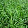 綠化小苗 麥冬草 護坡綠化 麥冬草小苗 規格齊全工程綠化草坪