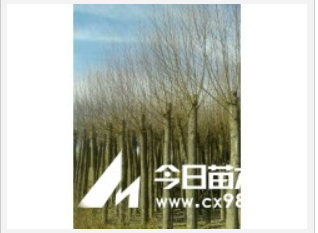 旱柳，樟子松，油松，云杉 鋪地柏，側(cè)柏，新疆楊 饅頭柳等