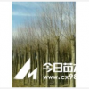 旱柳，樟子松，油松，云杉 鋪地柏，側(cè)柏，新疆楊 饅頭柳等