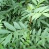 供應大量優質花椒苗 青花椒苗 花椒樹 占地花椒苗