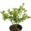 藍(lán)莓樹苗南方盆栽耐寒庭院種植北方南方當(dāng)年結(jié)果藍(lán)莓苗果樹苗