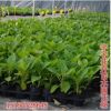 八仙花苗 繡球花盆栽 庭院別墅花園觀賞八仙花 當(dāng)年開花 花色全