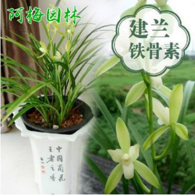 蘭花苗鐵骨素銀針?biāo)匦慕ㄌm蘭花苗盆栽植物花卉創(chuàng)意綠植