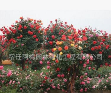 樹樁月季批發(fā)大花月季樹庭院別墅美化高桿月季樹3公分左右