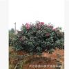 基地直銷 茶梅 茶梅球 茶梅小苗花色艷紅 綠化灌木規格多價格低