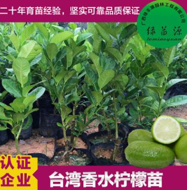 基地批發(fā)直銷 果樹(shù)苗 香水檸檬苗 嫁接檸檬苗 盆栽果樹(shù) 四季結(jié)果