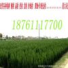 綠化工程苗木 側柏/扁柏苗批發 側柏樹苗 規格齊全 量大從優