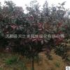 紅葉碧桃苗 嫁接紫葉碧桃樹苗 綠化苗木 小區行道樹 規格齊全