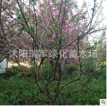 基地供應 美人梅樹苗 當年開花 繁花具香 批發綠化苗 美人梅